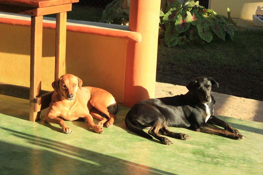 Gipsy Ranch Rooms Cabarete Esterno foto